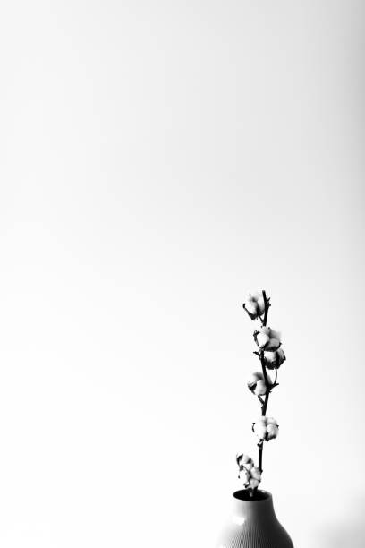 istock Dry cotton inflorescences on a light background in the interior 1353899504