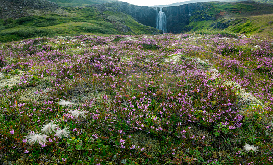 Gufufoss is a waterfall on the Waterfall Trail in the area near Seydisfjordur in northern Iceland just off the ring road. The purple flowers are Harebells (campanula rotundfolia), known Iceland as Blaklukka (\