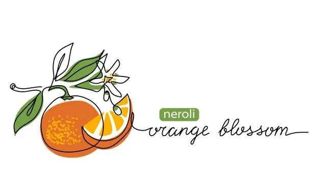 Vector illustration of Orange blossom, neroli vector illustration. One continuous line art drawing of citrus flowers with lettering orange blossom