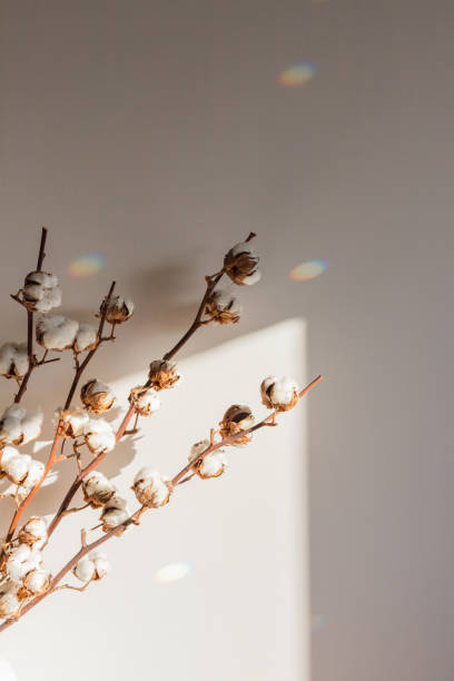 Dry cotton inflorescences on a light background in the interior Dry cotton inflorescences on a light background in the interior shot with hard sunlight. cotton cotton ball fiber white stock pictures, royalty-free photos & images