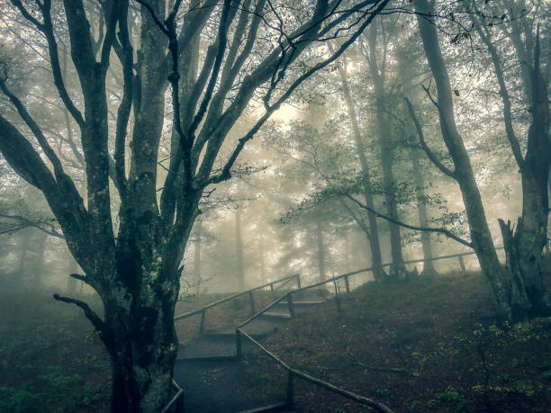 istock Path through the Black Forest in Germany with fog. 1353901403