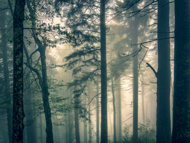 istock The Black Forest in Germany with fog. 1353901626
