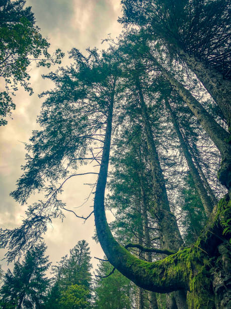 View into the treetops in the black forest.