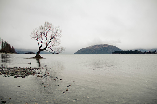Tree in the middle of the lake on a cloudy day
