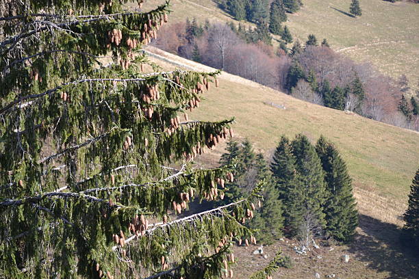 alberi - bergwiese foto e immagini stock