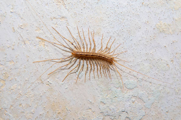 istock Arthropod insect centipede flycatcher on a concrete wall close up 1353906927
