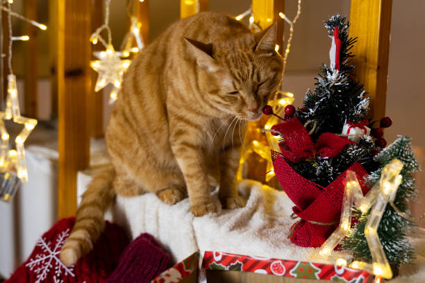 istock Yellow cat by the small Christmas tree 1353907124