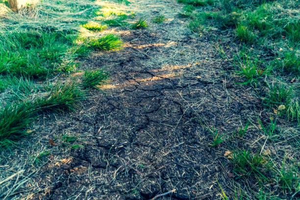 Green plants grow on the cracked land