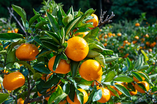 fresh Satsuma orange 