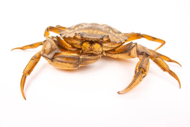 istock Yellow sea crab on a white background. 1353911034