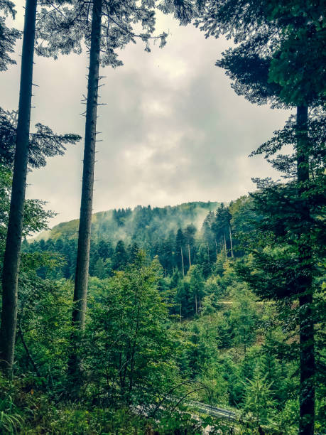 istock View through the trees to the Black Forest. 1353912284