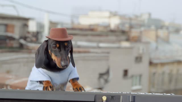 Awesome dachshund puppy in cowboy wide-brimmed hat is doing a little outdoor jam session on the roof. Obedient dog is playing a synthesizer masterfully, camera flies around it