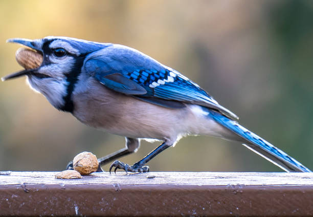 istock Bluejay arrives on the deck to feast on peanuts 1353913286