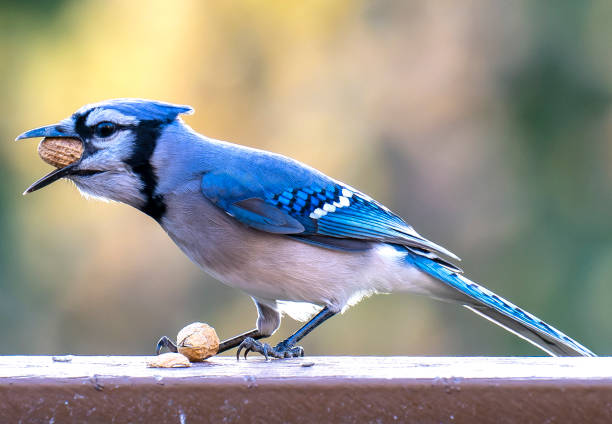 istock Bluejay arrives on the deck to feast on peanuts 1353913371