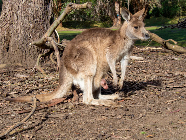 um bebê canguru no bolso de sua mãe - wallaby kangaroo australian culture australia - fotografias e filmes do acervo