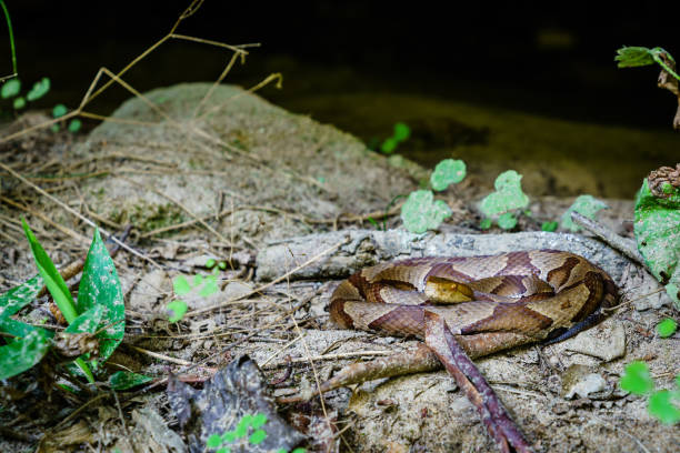 Copperhead snake Close-up image of a coiled copperhead snake in Southern Kentucky southern copperhead stock pictures, royalty-free photos & images