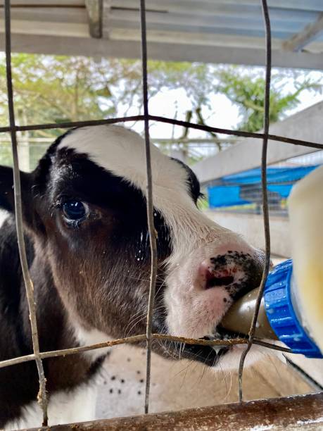 istock Calf getting milk from nursing bottle 1353914823