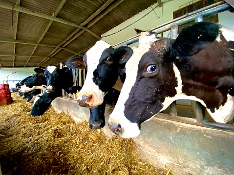 cows confined in a barn with pasture served around the fence