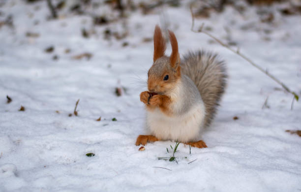 istock A beautiful fluffy squirrel is sitting on the snow, holding a nut in its front paws and gnawing it. 1353915475