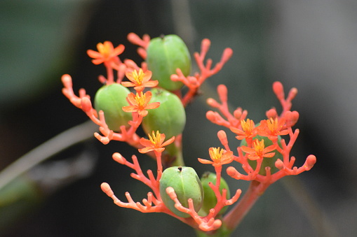 Jatropha podagrica is a succulent plant in the family Euphorbiaceae. It is native to the tropical Americas but is grown as an ornamental plant in many parts of the world due to its unusual appearance. Common names include Gout Plant, Gout Stalk, Guatemalan Rhubarb, Coral Plant, Buddha Belly Plant, Purging-Nut, Physic Nut, Goutystalk Nettlespurge, Australian Bottle Plant, and Tartogo