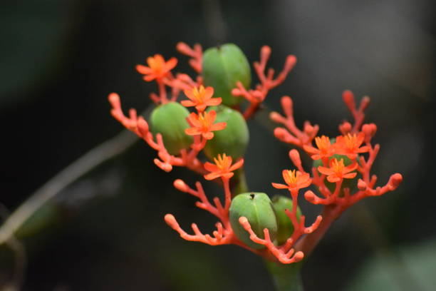 istock Jatropha podagrica 1353916370