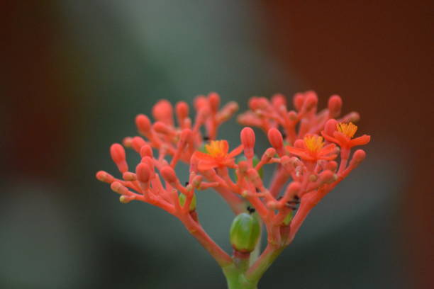 istock Jatropha podagrica 1353916371
