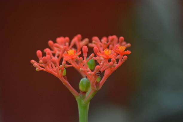 istock Jatropha podagrica 1353916378