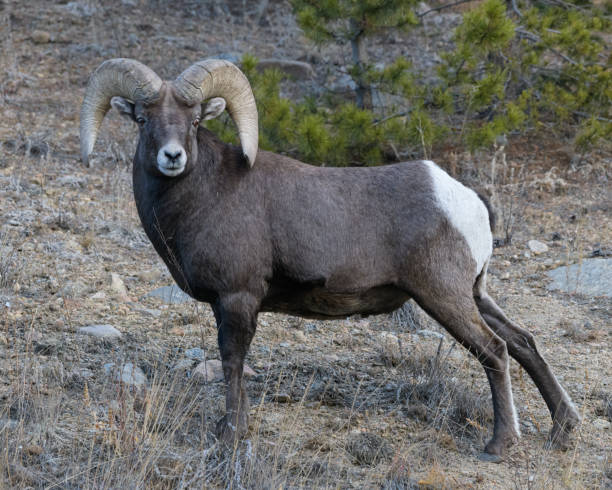 istock Colorado Rocky Mountain Bighorn Sheep Ram 1353917815