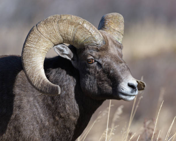 istock Colorado Rocky Mountain Bighorn Sheep Ram 1353918384