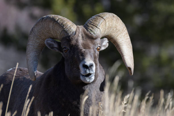 istock Colorado Rocky Mountain Bighorn Sheep Ram 1353918397