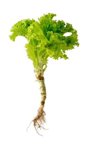 istock lettuce plant with roots, isolated on white 1353918462