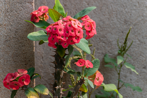 Euphorbia milli , Red flowers - Succulent Cactus Plant growing in a garden. Howrah, West Bengal, India