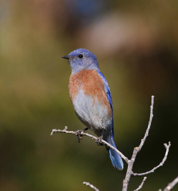 istock Male Western Bluebird Perched on a Twig 1353920555