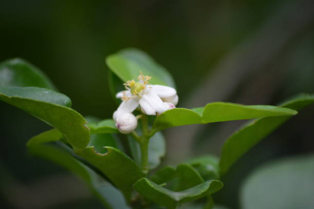 istock Citrus hystrix, Kaffir lime 1353920557