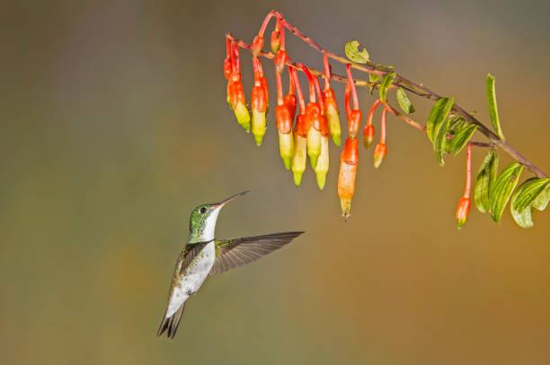 Andean Emerald - Amazilia franciae The Andean emerald (Agyrtria franciae or Amazilia franciae) is a species of hummingbird found at forest edge, woodland, gardens and scrub in the Andes. tandayapa valley stock pictures, royalty-free photos & images