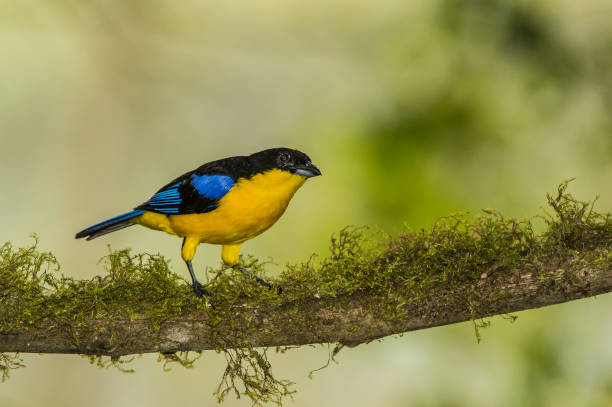 istock Blue-winged MountainTanager - Anisognathus somptuosus 1353923818