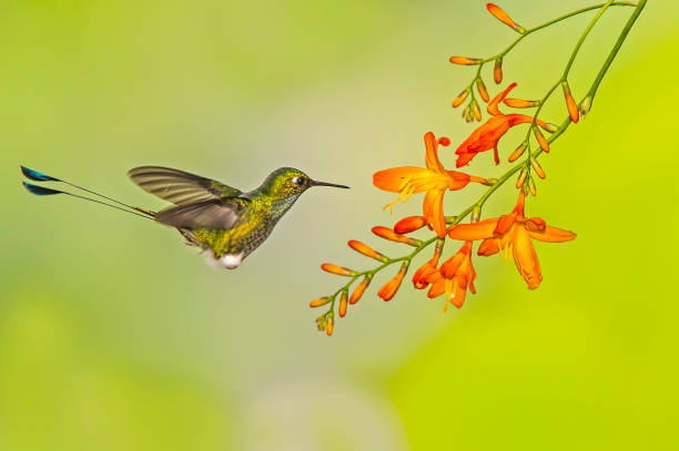 istock Booted Racket-tail - Ocreatus underwoodii 1353923824
