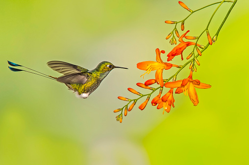 The booted racket-tail (Ocreatus underwoodii) is a species of hummingbird found in the Andes.