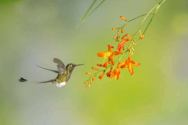 istock Booted Racket-tail - Ocreatus underwoodii 1353923833