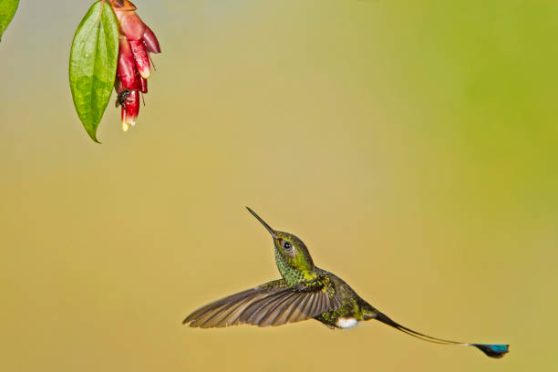 Booted Racket-tail - Ocreatus underwoodii The booted racket-tail (Ocreatus underwoodii) is a species of hummingbird found in the Andes. tandayapa valley stock pictures, royalty-free photos & images
