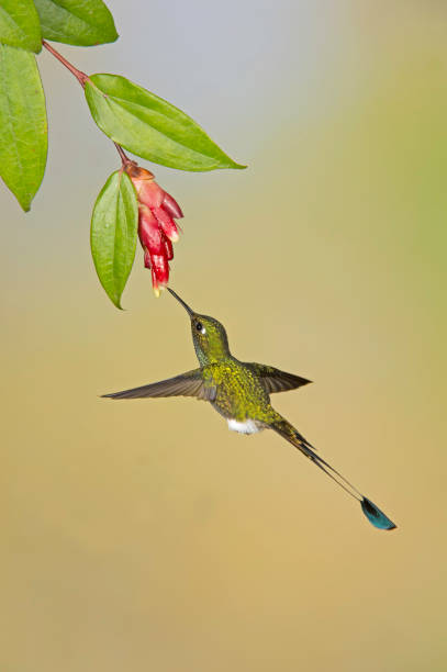 Booted Racket-tail - Ocreatus underwoodii The booted racket-tail (Ocreatus underwoodii) is a species of hummingbird found in the Andes. tandayapa valley stock pictures, royalty-free photos & images