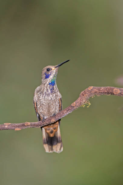 istock Brown Violetear - Hummingbird delphinaae 1353923860