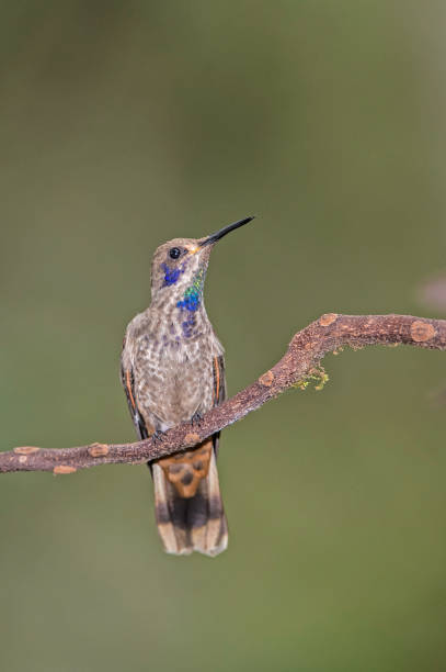 Brown Violetear - Hummingbird delphinaae The brown violetear (Colibri delphinae) is a large hummingbird that is found in the Andes. tandayapa valley stock pictures, royalty-free photos & images