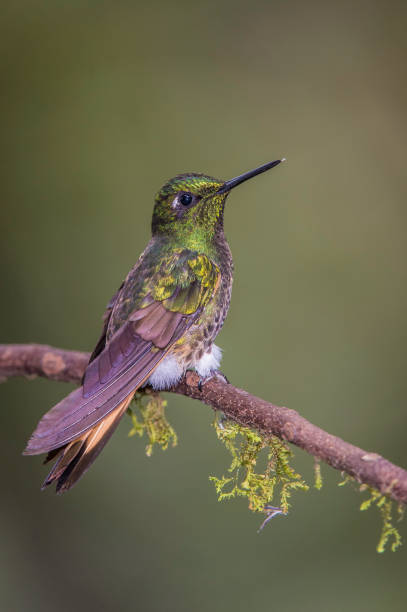 Buff-tailed Coronet - Boissonneaua flavescens The buff-tailed coronet (Boissonneaua flavescens) is a species of hummingbird from the family Trochilidea found in the Andes. tandayapa valley stock pictures, royalty-free photos & images