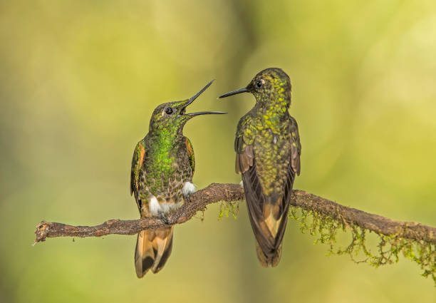 istock Buff-tailed Coronet - Boissonneaua flavescens 1353924388