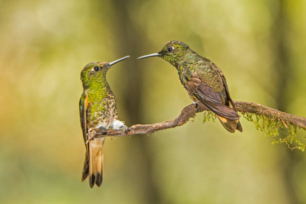 istock Buff-tailed Coronet - Boissonneaua flavescens 1353924411