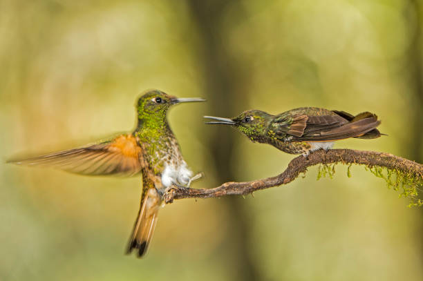 istock Buff-tailed Coronet - Boissonneaua flavescens 1353924422