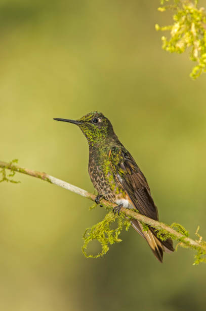 istock Buff-tailed Coronet - Boissonneaua flavescens 1353924431