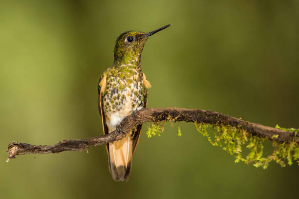 Buff-tailed Coronet - Boissonneaua flavescens The buff-tailed coronet (Boissonneaua flavescens) is a species of hummingbird from the family Trochilidea found in the Andes. tandayapa valley stock pictures, royalty-free photos & images