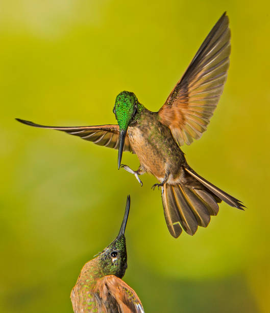 istock Fawn-breasted Brilliant - Heliodoxa rubinoides 1353926069